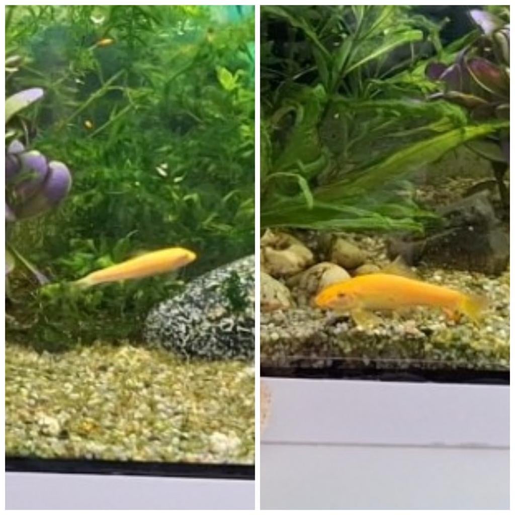 Mooie  Siamese algeneter, Dieren en Toebehoren, Vissen | Aquariumvissen, Vis