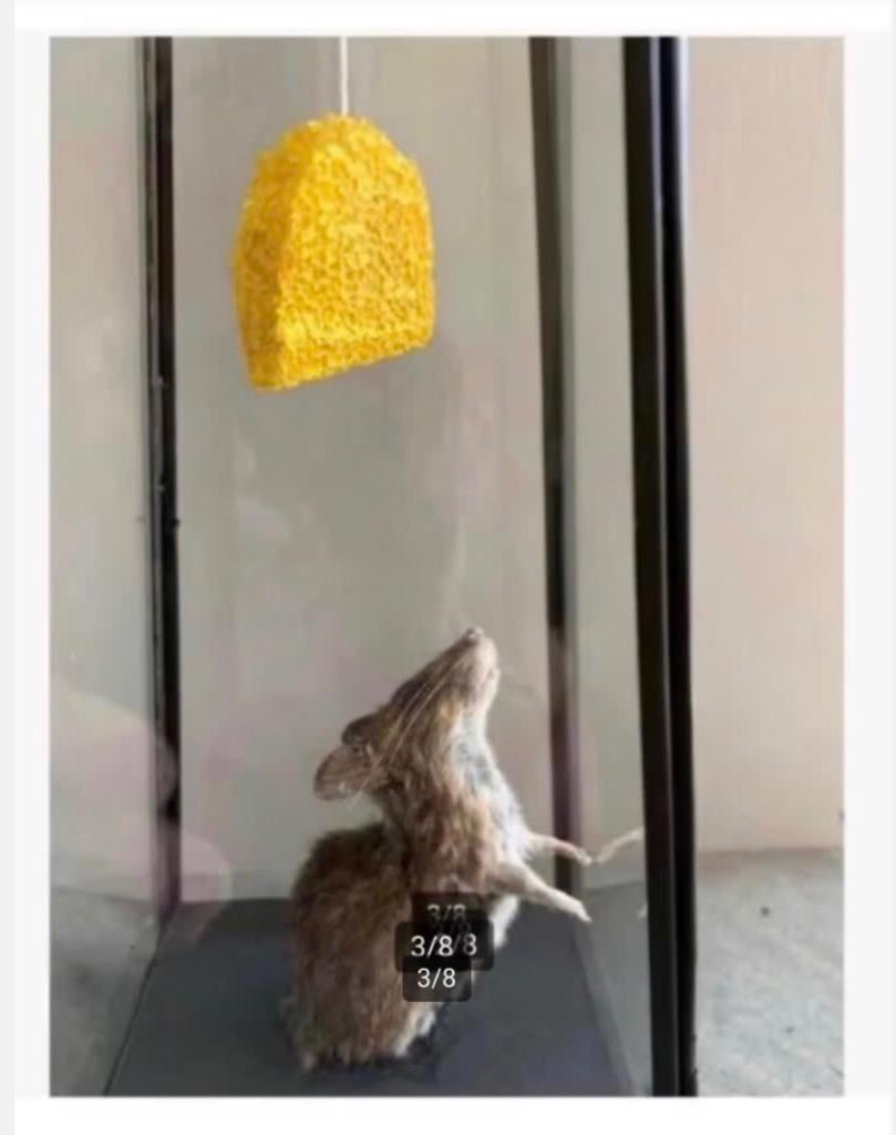 Echte opgezette muis op zoek naar kaas in vitrine, Ophalen of Verzenden, Zo goed als nieuw, Overige soorten, Opgezet dier