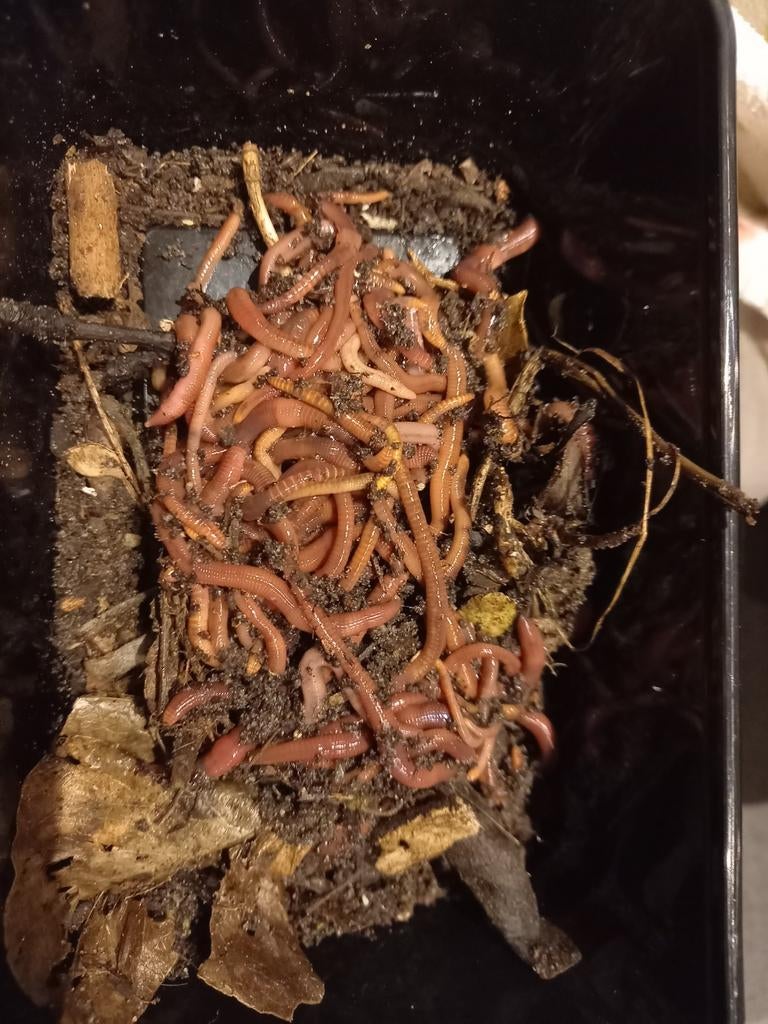 Tijgerwormen, compostwormen voor wormenbak, Ophalen