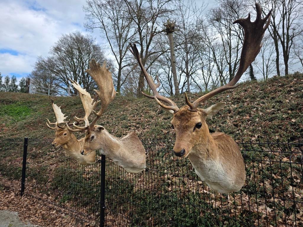 Opgezette damherten taxidermie opgezette dieren hert gewei 3, Ophalen of Verzenden, Hert, Opgezet dier