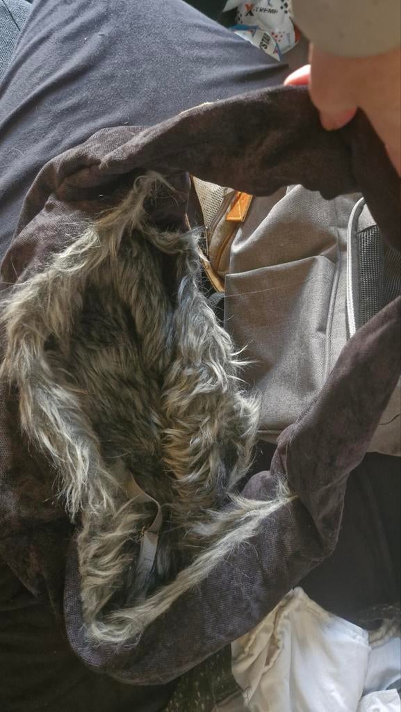 Draagzak pup / chihuahua, Ophalen