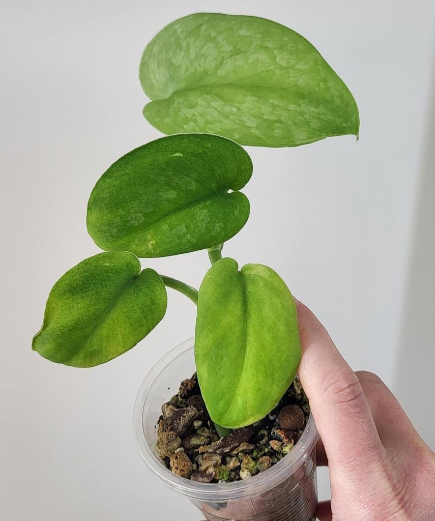 Scindapsus jade satin, Ophalen of Verzenden, Halfschaduw, Minder dan 100 cm