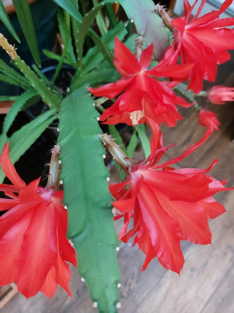 Gewortelde Epiphyllum Ackermanii stek met nieuwe groei, Huis en Inrichting, Kamerplanten, Ophalen of Verzenden, Halfschaduw, Minder dan 100 cm