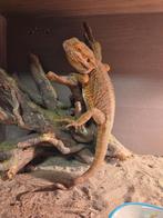 1 baardagaam, Dieren en Toebehoren, Hagedis, Tam, 0 tot 2 jaar