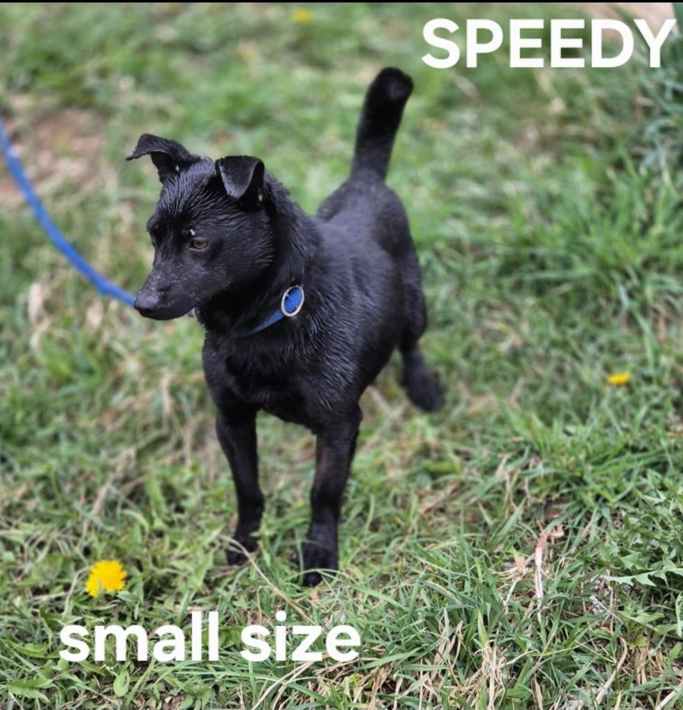 Speedy zoekt baasje, Dieren en Toebehoren, Honden | Niet-rashonden, Particulier, Reu, 1 tot 2 jaar, Buitenland