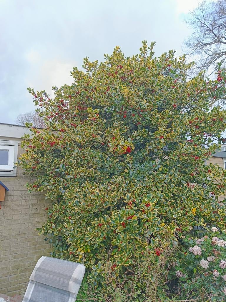 Gratis - Hulst, Ophalen, Halfschaduw, Overige soorten