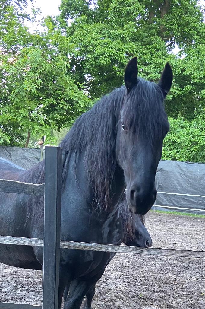 Friese ruin, Dieren en Toebehoren, Paarden, Ruin, Onbeleerd, Minder dan 160 cm, 7 tot 10 jaar, Recreatiepaard, Met stamboom