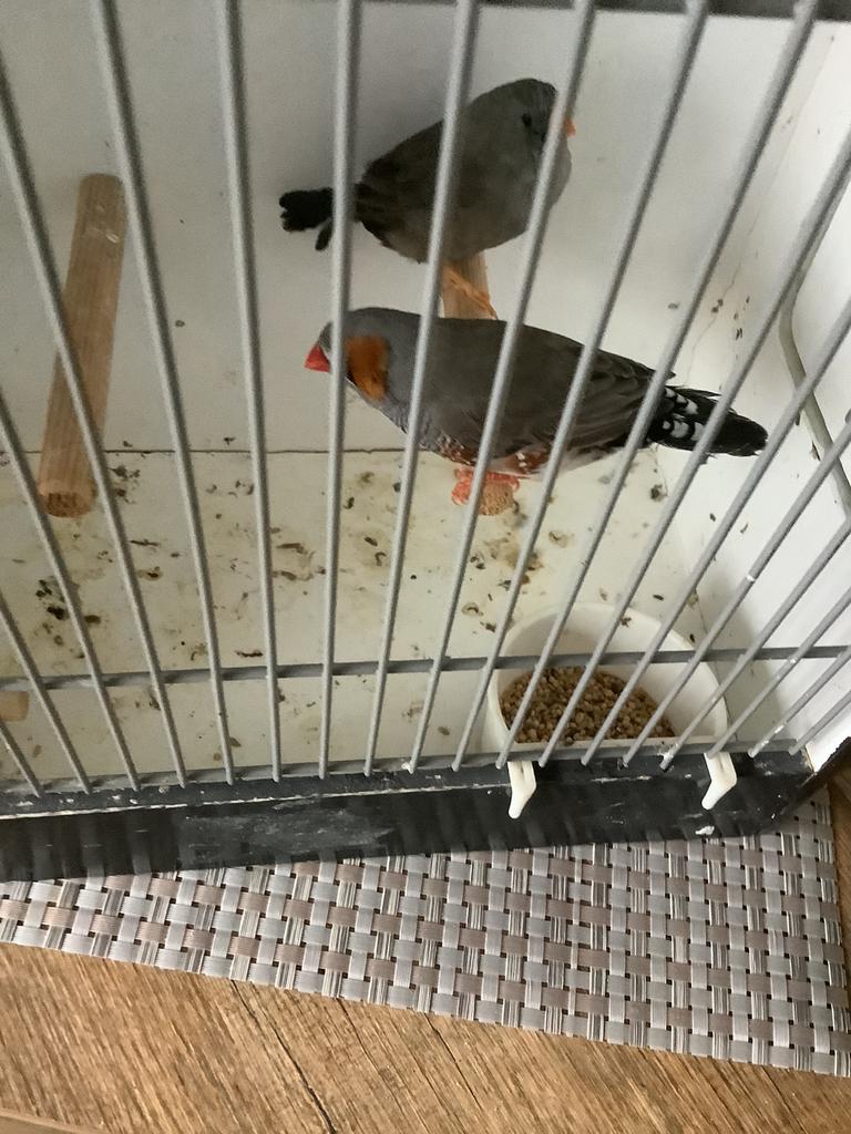 Zebravinken charcoal, Dieren en Toebehoren, Vogels | Overige Vogels, Meerdere dieren