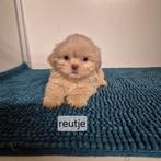 unieke kleuren raszuivere shih tzu pups, Overige rassen, 8 tot 15 weken, Meerdere, Meerdere dieren