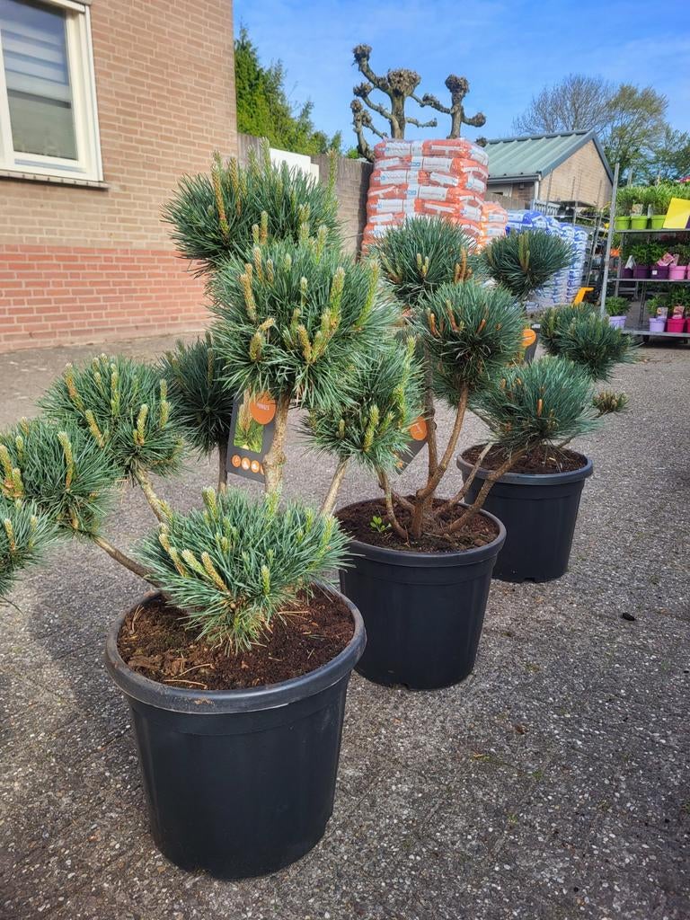 Pinus pon pon, Ophalen of Verzenden