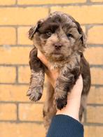 Prachtige mini labradoodle/mini doodle pups te koop!, Parvo, Overige rassen, 8 tot 15 weken, Meerdere