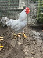 Wyandotte kriel parelgrijze, Dieren en Toebehoren, Pluimvee, Mannelijk, Kip