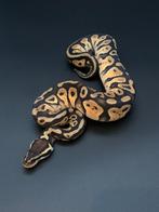 0.1 pastel het pied python regius, Slang, 0 tot 2 jaar