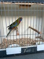 Te koop pennant rosella parkiet pop, Dieren en Toebehoren, Vogels | Parkieten en Papegaaien, Vrouwelijk, Parkiet
