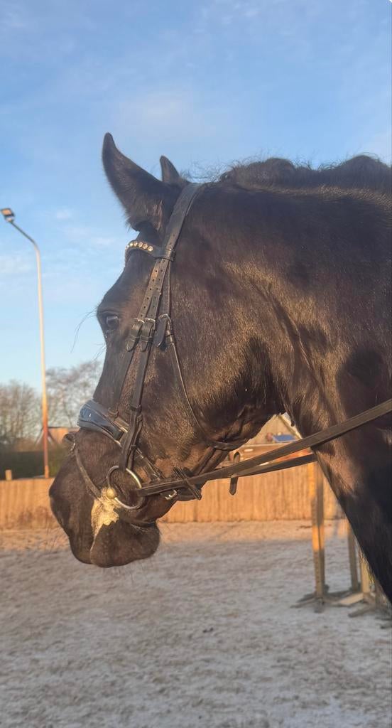 6 jarige Friese Ruin, Dieren en Toebehoren, Paarden, Ruin, Recreatiepaard, 3 tot 6 jaar