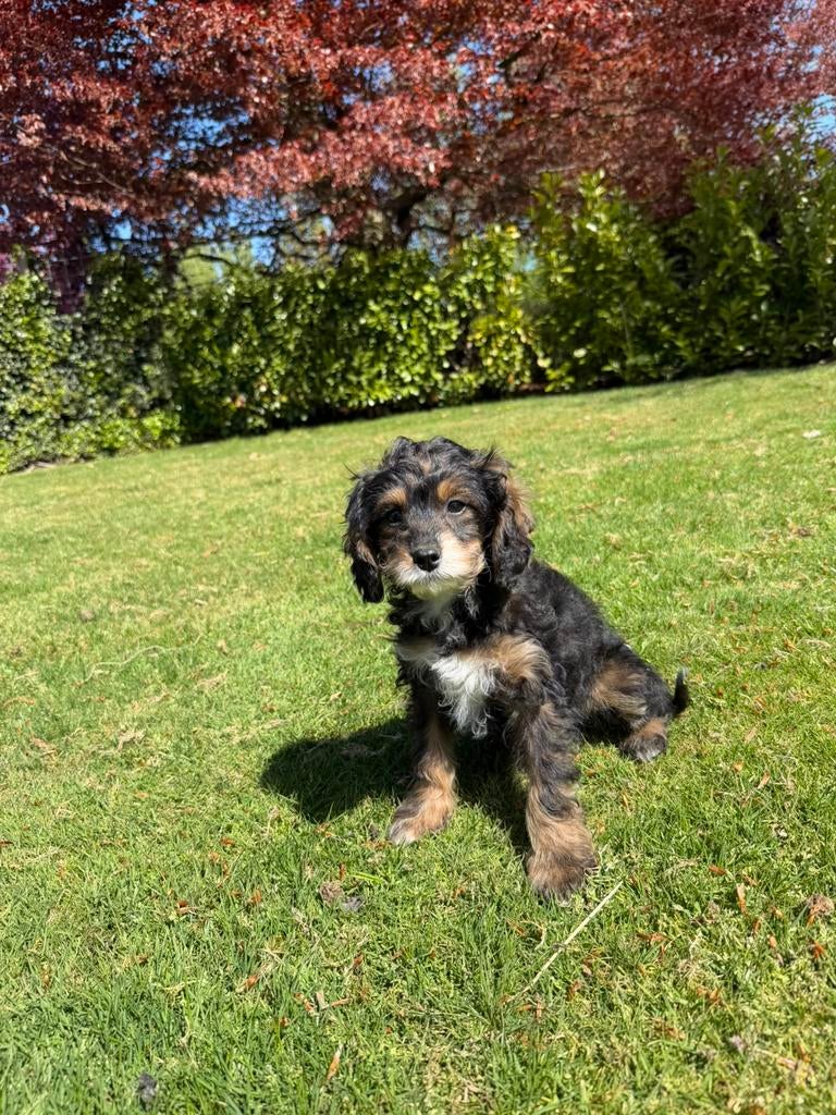 Maltipoo (Maltezer x Poedel) pups (teefje), Poedel, Parvo, Nederland, 8 tot 15 weken