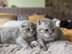 4 super schattige britse korthaar kittens, Kater, Ontwormd