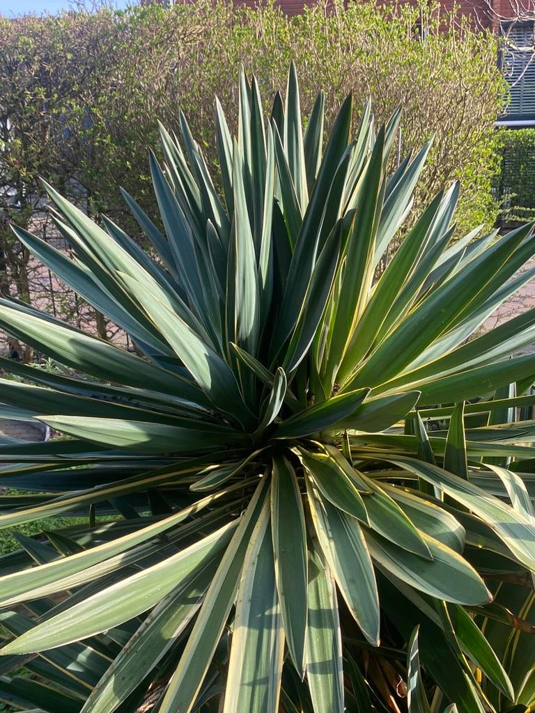 Boom Yucca Palmlelie, Tuin en Terras, Ophalen, Volle zon, Knol