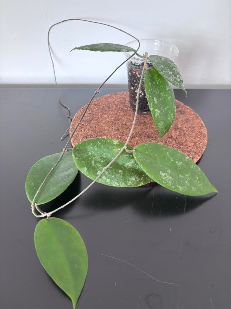 Hoya caudata Gold, Huis en Inrichting, Kamerplanten, Ophalen of Verzenden, Halfschaduw, Minder dan 100 cm