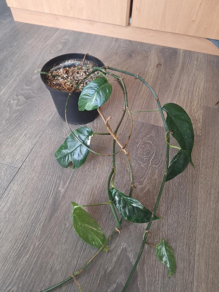 Epipremnum pinnatum albo variegatie, Huis en Inrichting, Kamerplanten, Ophalen of Verzenden, In pot, Halfschaduw, Minder dan 100 cm