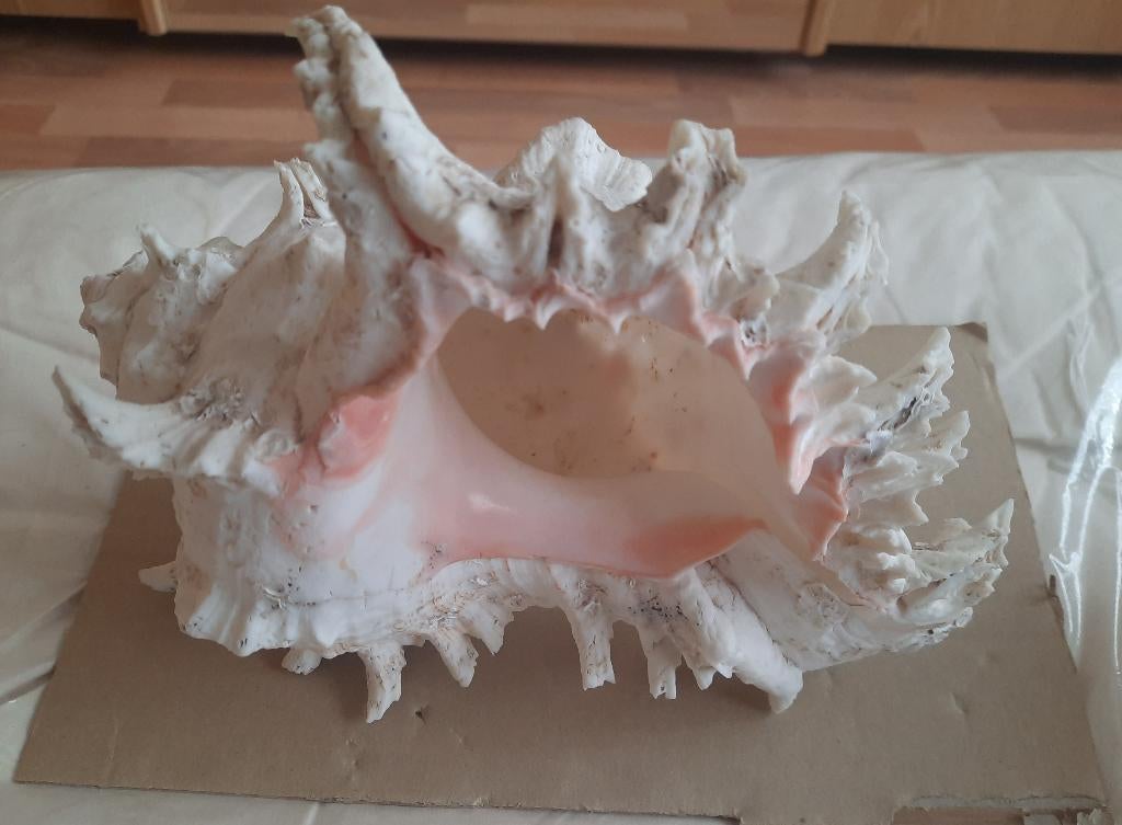 Murex ramosus schelpen, Verzamelen, Ophalen, Schelp(en)