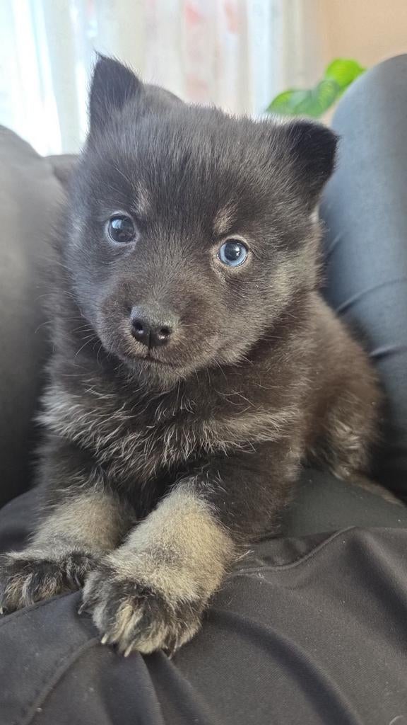 Pomsky f3 pups, Dieren en Toebehoren, Honden | Poolhonden, Keeshonden en Oertypen, Overige rassen, 8 tot 15 weken, Meerdere, Meerdere dieren