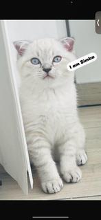 Mooie kat, 0 tot 2 jaar