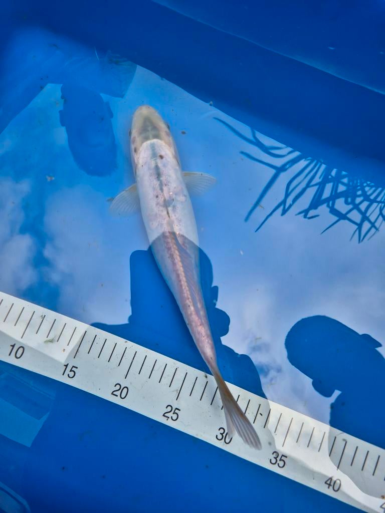 Japanse koi +- 32cm, Dieren en Toebehoren, Vissen | Vijvervissen