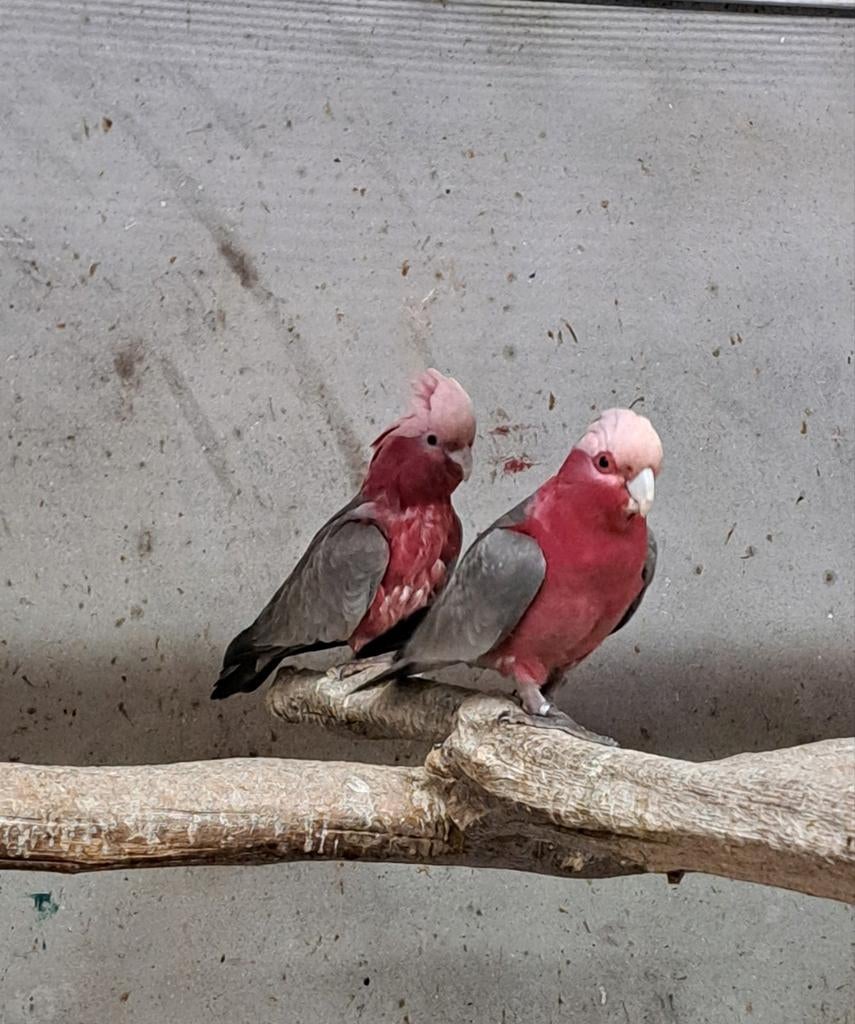 Kweekkoppel rose kaketoes, Meerdere dieren, Papegaai