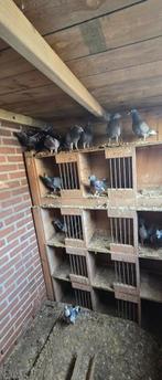 Duiven Servische hoogvliegers 18st, Meerdere dieren, Postduif