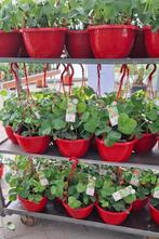 Aardbeien hangers grote pot., Ophalen, Volle zon, Knol