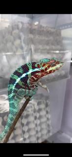 Furcifer pardalis 1.0, Dieren en Toebehoren, Hagedis, Tam, 0 tot 2 jaar