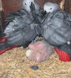 grijze papegaai., Meerdere dieren, Papegaai