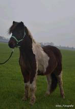 Tekoop: 2 Jarige IJslander Merrie, Dieren en Toebehoren, Paarden, Merrie, Minder dan 160 cm, Met stamboom, 0 tot 2 jaar