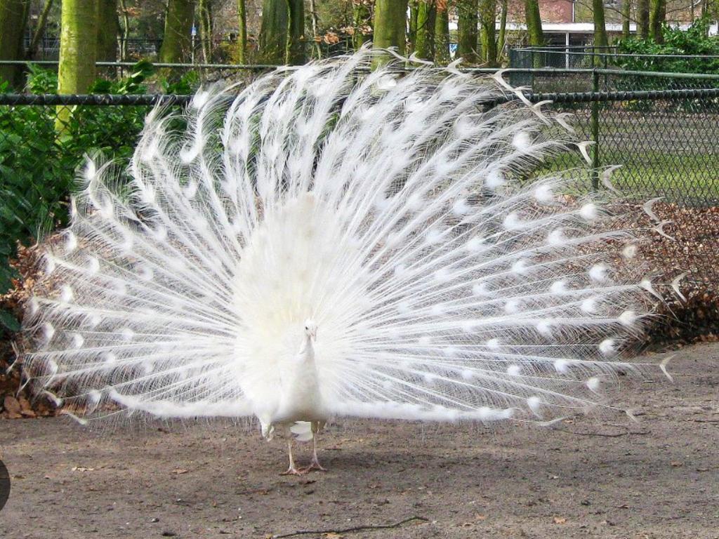 Gezocht: eieren van een witte pauw, Mei, Geslacht onbekend