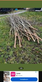 Wilgentenen gezocht, Ophalen, Gebruikt, Minder dan 180 cm, Overige typen
