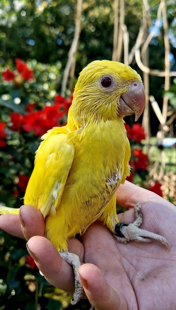SUPER Tamme Baby Halsbandparkieten, Dieren en Toebehoren, Vogels | Parkieten en Papegaaien, Geslacht onbekend, Parkiet, Geringd