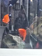 Papegaai  chichliden  4 rode 3 blue parrot, Dieren en Toebehoren, Vissen | Aquariumvissen, Vis