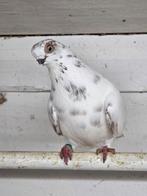 Kortsnavels, Meerdere dieren, Overige soorten