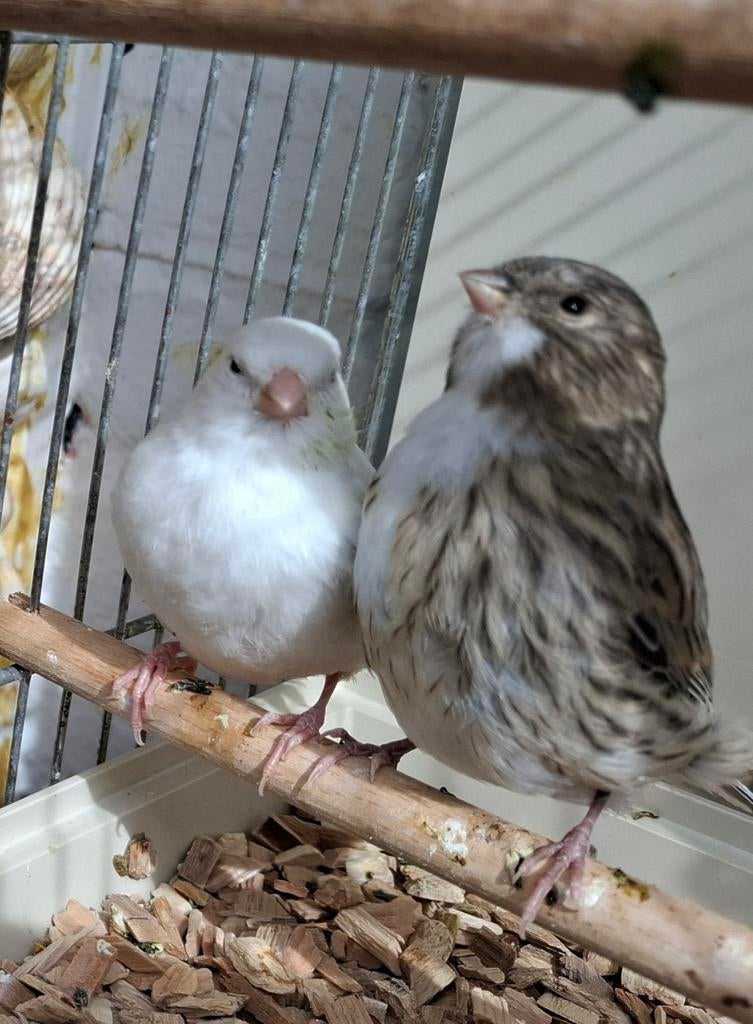 Jonge kanaries, Dieren en Toebehoren, Geslacht onbekend, Kleurkanarie