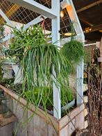 Selenisereus "WOONWINKEL RUSTIEK ", Ophalen, Halfschaduw, Minder dan 100 cm