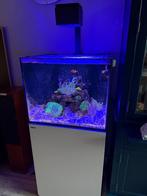 Red Sea Reefer 170, Dieren en Toebehoren, Ophalen, Gebruikt, Gevuld zeewateraquarium