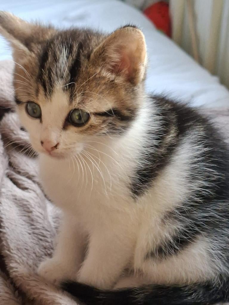 Laatste kitten van het nest