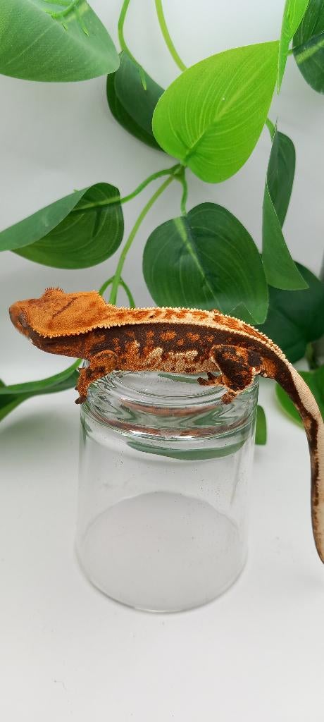 0.1 Oranje Tricolor Emptyback wimpergekko vrouw Crested Gecko - female for sale from TCM_Reptiless