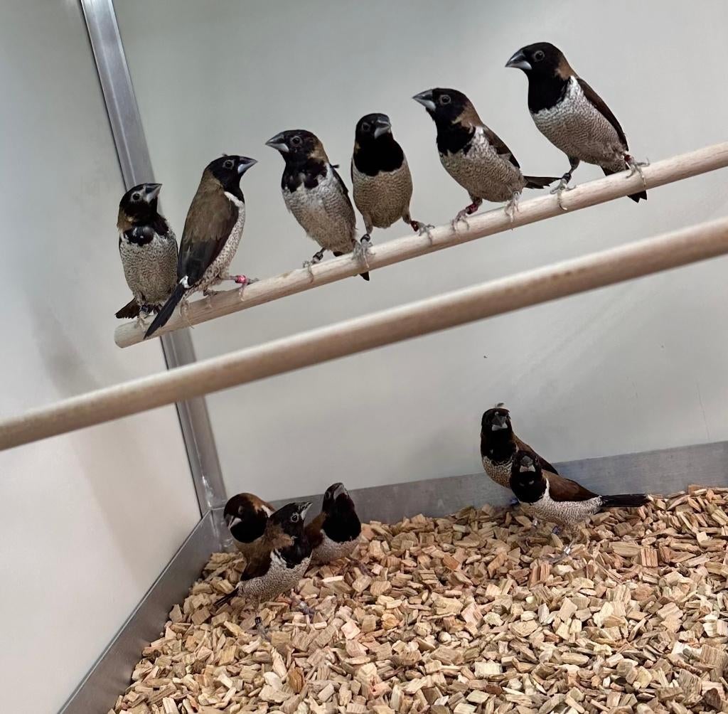 Molukse bronzemannetjes, Dieren en Toebehoren, Meerdere dieren