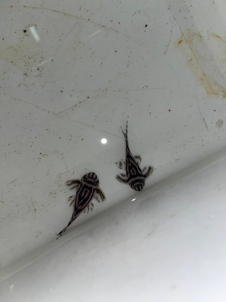 L46, Dieren en Toebehoren, Vissen | Aquariumvissen, Vis