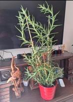 bijzondere soort aloe vera, Ophalen, Vetplant, Halfschaduw, In pot