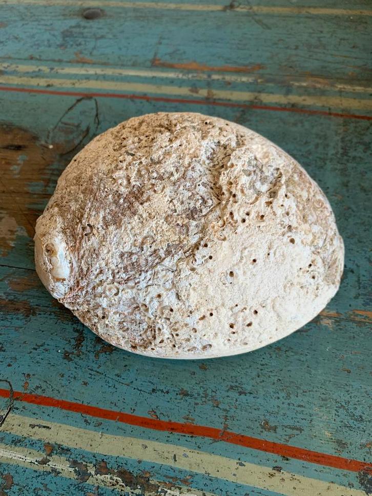 Grote Abalone Schelp - Natuurlijke Decoratie, Verzamelen, Overige Verzamelen, Gebruikt, Ophalen
