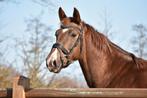 4 jarige KWPN vos merrie, Dieren en Toebehoren, Paarden, Merrie, Met stamboom, Dressuurpaard, 3 tot 6 jaar