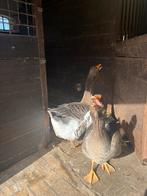 Toulouse Dewlap ganzen, Dieren en Toebehoren, Pluimvee, Meerdere dieren, Gans of Zwaan